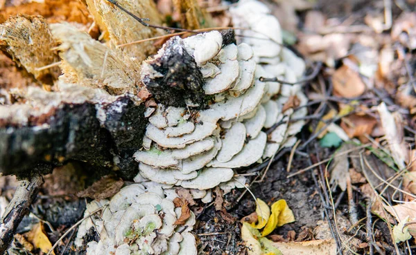 Parasitaire Schimmels Van Polyporiefamilie Wetenschappelijke Experimenten Schimmelfamilie Polyporaceae — Stockfoto