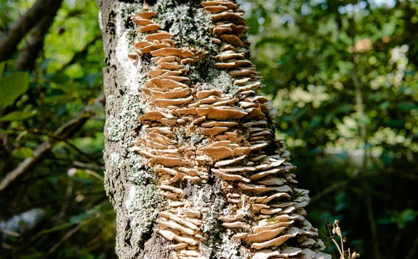 Parasitäre Pilze Der Familie Der Polyporen Wissenschaftliche Experimente Der Familie — Stockfoto