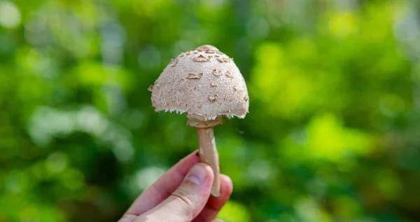 Forest Medicinal Mushrooms Close — Stock Photo, Image