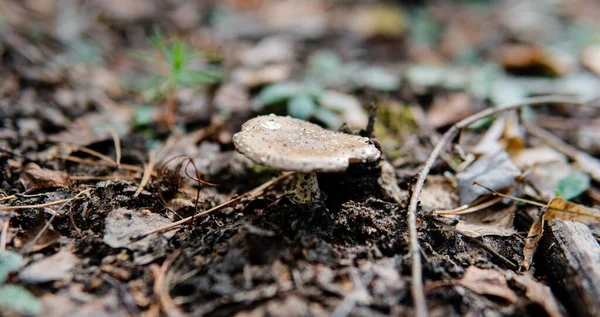 Herfst Bos Paddenstoel Plukken Seizoen Natuurlijke Verscheidenheid Van Schimmels Wereld — Stockfoto