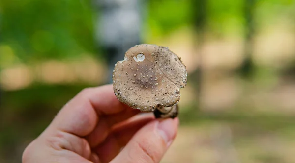 forest medicinal mushrooms close-up