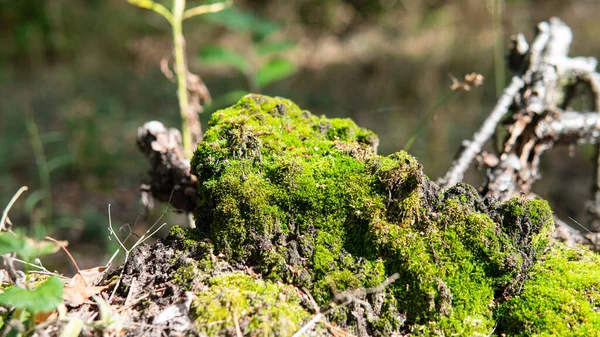 Mantar ve ağaçların doğadaki sibmbiyozu, orman miselyumunun gelişimi