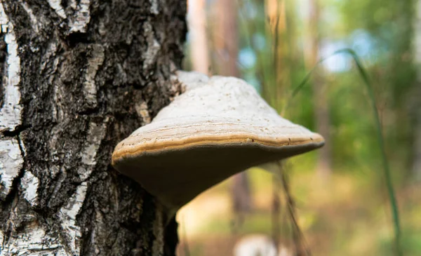 Fomes fomentarius, doğal habitatlarında tahtadan mantar yakar. İnsan sağlığı için kullanışlı bir mantar.