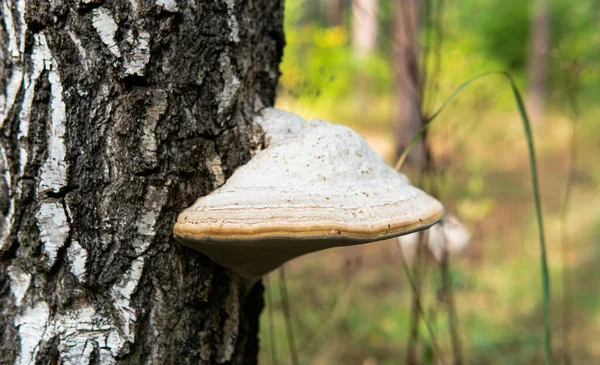Polyporaceae familyasının asalak mantarları, Polyporaceae ailesi üzerinde bilimsel deneyler