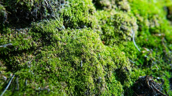 Mantar ve ağaçların doğadaki sibmbiyozu, orman miselyumunun gelişimi