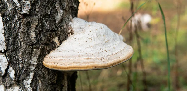 Sonbahar ormanı mantar toplama mevsimi, dünyadaki doğal mantar çeşitliliği