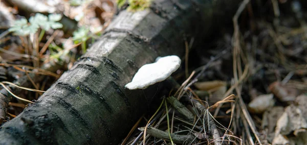 Hongos Parásitos Familia Las Poliporas Experimentos Científicos Sobre Familia Los — Foto de Stock