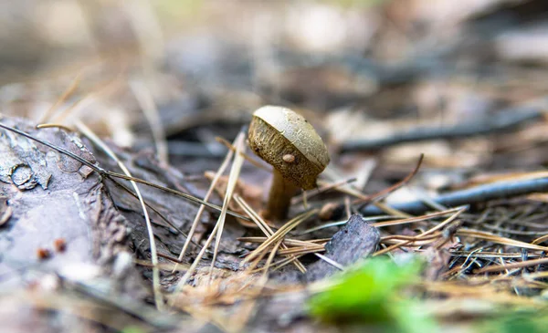 Sonbahar ormanı mantar toplama mevsimi, dünyadaki doğal mantar çeşitliliği
