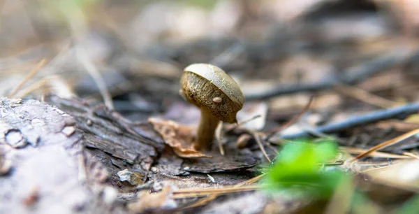 harvest season for forest medicinal mushrooms