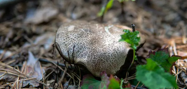 Skogsläkemedel Svamp Närbild — Stockfoto