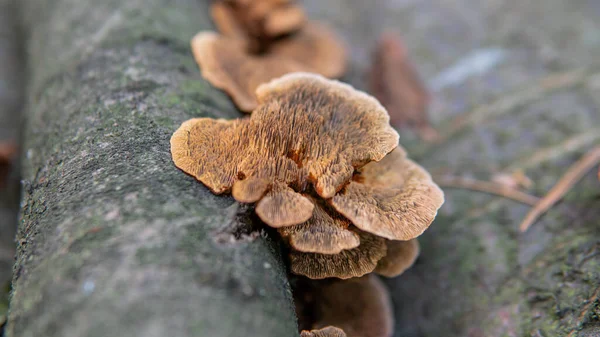 Parasitiska Svampar Polyporfamiljen Vetenskapliga Experiment Svampfamiljen Polyporaceae — Stockfoto