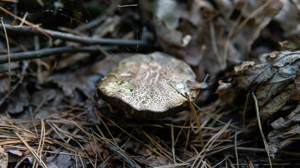 harvest season for forest medicinal mushrooms