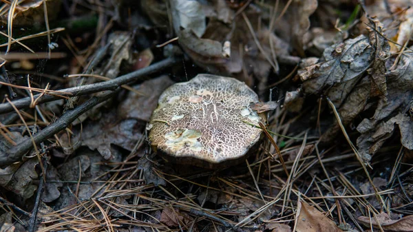 Herbstzeit Der Waldpilze Natürliche Pilzvielfalt Der Welt — Stockfoto