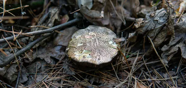 Bosque Hongos Medicinales Primer Plano — Foto de Stock