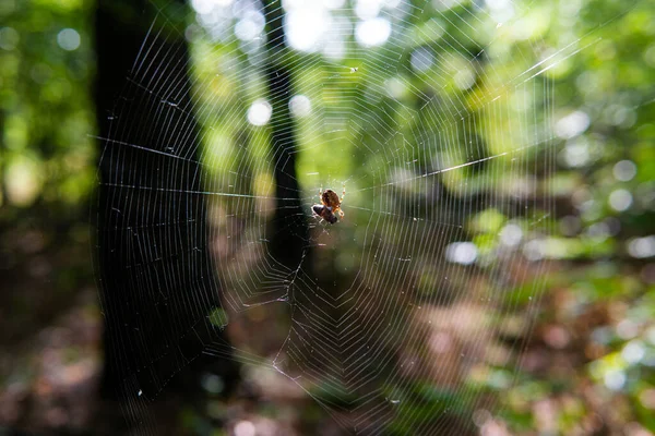 Örümceğin ağ üzerinde yakın plan