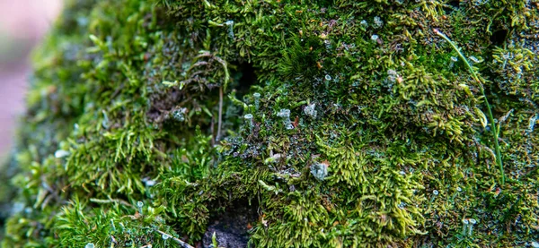 Ormanın tıbbi mantarları yakın plan.