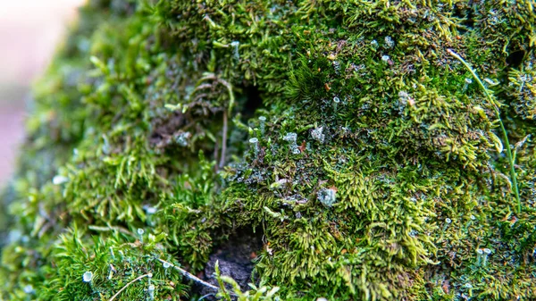 Orman mantarları için hasat mevsimi