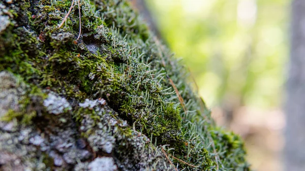 Orman mantarları için hasat mevsimi