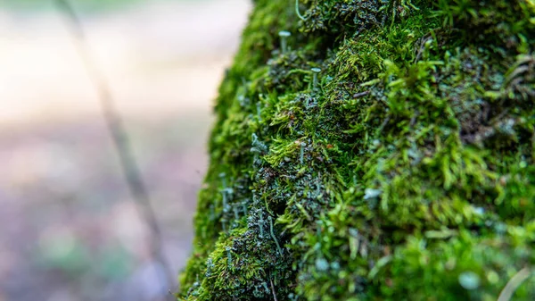 Mantar ve ağaçların doğadaki sibmbiyozu, orman miselyumunun gelişimi