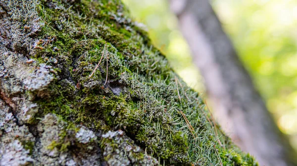 identification of medicinal mushrooms, fungotherapy in our days