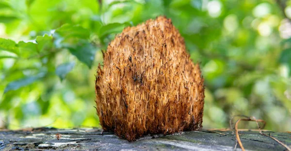 Outono Floresta Cogumelo Colheita Estação Variedade Natural Fungos Mundo — Fotografia de Stock