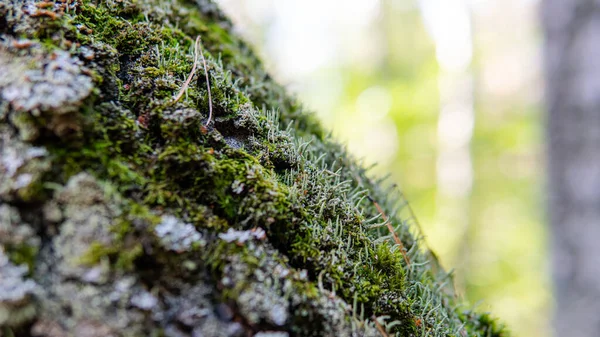 forest medicinal mushrooms close-up