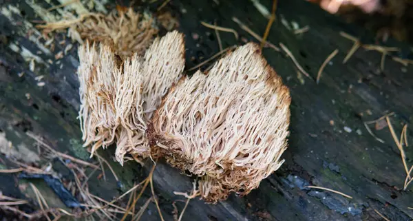 Cogumelo Florestal Útil Medicinal Ramaria Stricta — Fotografia de Stock