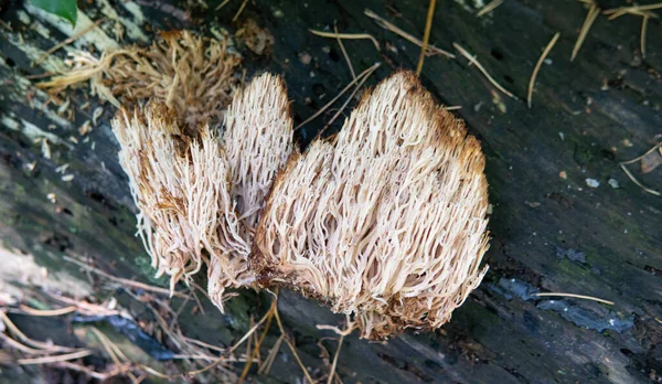 의대생 버섯을 가까이 — 스톡 사진