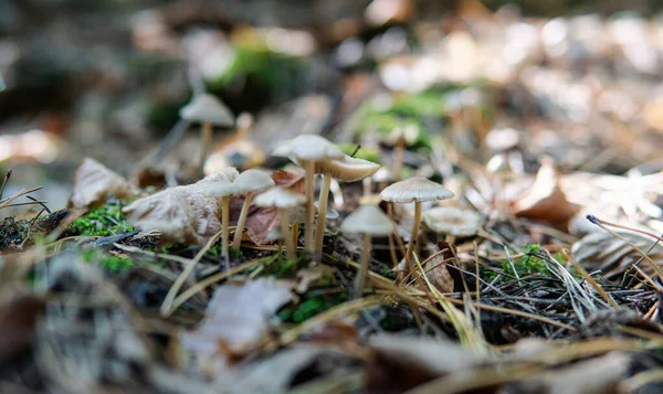 Orman mantarları için hasat mevsimi