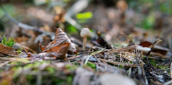 forest medicinal mushrooms close-up