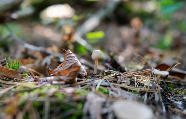 Sonbahar ormanı mantar toplama mevsimi, dünyadaki doğal mantar çeşitliliği