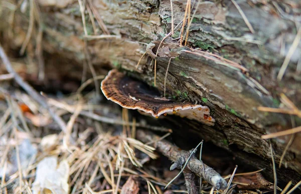 Sonbahar ormanı mantar toplama mevsimi, dünyadaki doğal mantar çeşitliliği