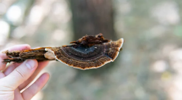 Höst Skog Svamp Plocksäsongen Naturlig Variation Svampar Världen — Stockfoto