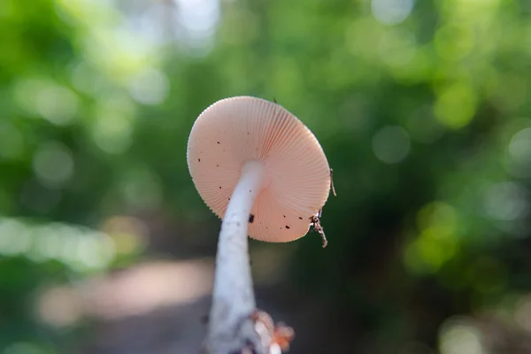 forest medicinal mushrooms close-up