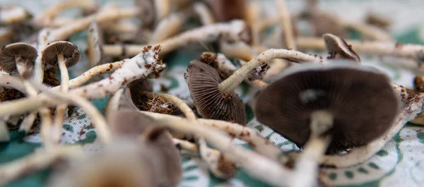 Experimentos Práticos Sobre Influência Cogumelos Mágicos Psique Paciente Fungos Mágicos — Fotografia de Stock