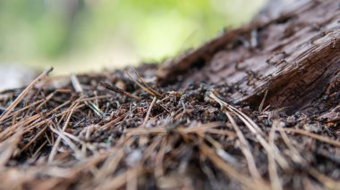 Çam ormanının yakınındaki orman karınca yuvası. Orman karıncalarının doğal yaşam alanları.