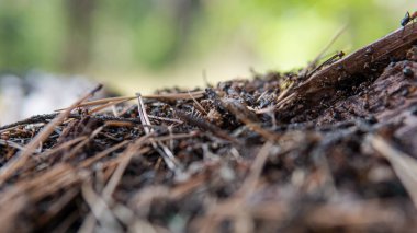 Çam ormanının yakınındaki orman karınca yuvası. Orman karıncalarının doğal yaşam alanları.