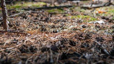 Orman mantar filizlenmesine katkı sağlar. Mantarlar ve onların yaşam alanları ve gelişimi