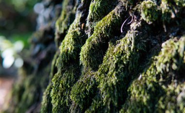 Orman miselyumu, doğada mantarlar için yaşam alanı.