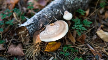 Ormanda mantar topluyorum.