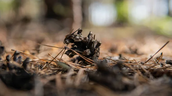 森林底物为蘑菇发芽 真菌及其栖息地与发展 — 图库照片
