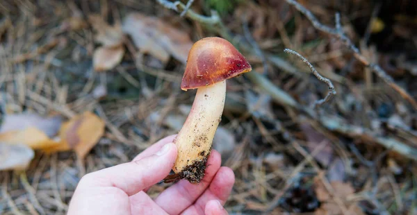 Época Colheita Cogumelos Floresta Cultura Estudar Coletar Fungos — Fotografia de Stock