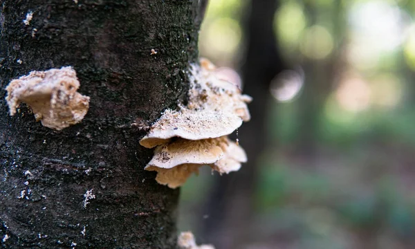 collection of medicinal polypore mushrooms in the forest, medicinal fungi
