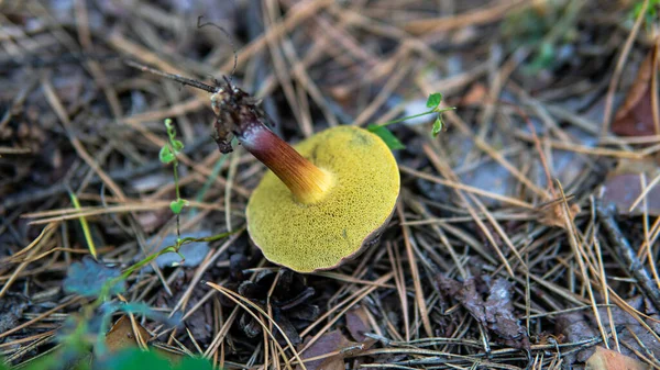 Bos Paddenstoelen Plukken Seizoen Cultuur Van Het Bestuderen Verzamelen Van — Stockfoto