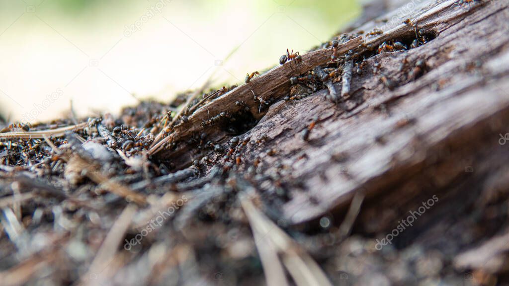 forest anthill in close-up pine forest. Life of forest ants in their natural habitat