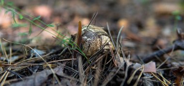 Ormanda mantar topluyorum.