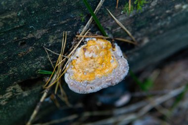 Ormanda tıbbi mantar koleksiyonu, tıbbi mantarlar.