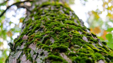 Orman miselyumu, doğada mantarlar için yaşam alanı.