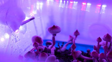 İnsan ruhunda psilosibin mantarı. Arıza efekti