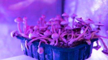 İnsan ruhunda psilosibin mantarı. Arıza efekti